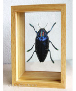 Polybothris Sumptuosa Gemma Purple Hairy Beetle Entomology Double Glass ... - $1,425.32 MXN