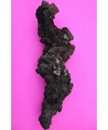 Giant Lizard Poop 5 Million Years Old Coprolite Genuine Fossil Dino Girl... - $34.99