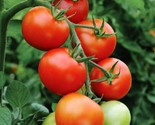 50 Floradade Tomato Seeds Heirloom Fast Shipping - $8.99