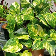Live Starter Plant Devil&#39;s Ivy Golden Pothos Vine Houseplant Indoor / Outdoor - £8.01 GBP