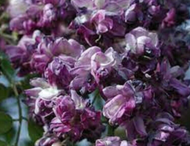 5 Pc Seeds  Purple Chinese Wisteria Flower, Vine Climbing Seeds for Planting |RK - £14.87 GBP