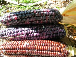 Santo Domingo Dent - excellent for cornmeal and posole - $5.00
