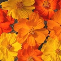 New Fresh Seeds 35 Cosmos Bright Lights Mix Flower Seeds Long Lasting Annualdrou - £21.66 GBP