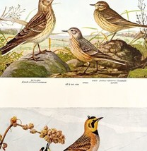 Horned Larks 1936 Bird Lithograph Color Plate Print DWU12D - $12.50
