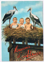 Postcard Souvenir d&#39; Alsace Three Babies &amp; Two Storks - $9.89