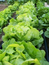 Fresh Garden 200+ Bibb Leaf Lettuce Seed NON-GMO Heirloom - £7.03 GBP
