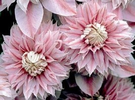 25 Double Light Pink Clematis Seeds Seed Climbing - $10.00