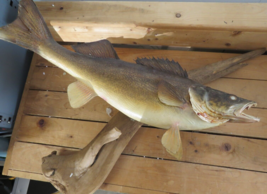 Mounted Fish Real Skin Walleye 23&quot; Cass Lake Rustic Decor Driftwood - £133.16 GBP