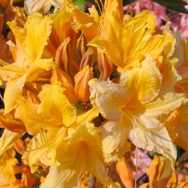 GOLDEN LIGHTS Azalea Rhododendron Well Rooted baby plant - $40.86