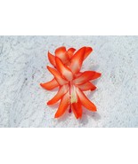 Desert Sun Christmas Thanksgiving Cactus Schlumbergera Truncata STARTER ... - $27.99
