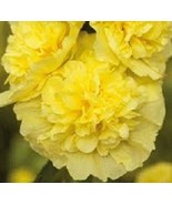 50 SEEDS DOUBLE GOLDEN YELLOW ALCEA ROSEA HOLLYHOCK  HEIRLOOM SEEDS FOR ... - $8.35