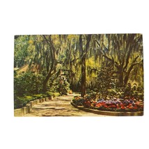 Postcard Beautiful Hydrangeas Framed With Spanish Moss Chrome Unposted - £5.47 GBP