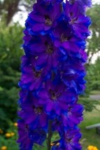 25 Seeds Pacific Giant Black Knight Delphinium  Flower Seeds  / Perennial - $15.44