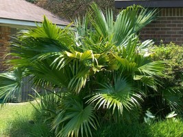 ArfanJaya 5_Seeds Livistona chinensis Chinese Fan Palm - £14.54 GBP