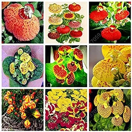 fresh 200 Pcs Bonsai Calceolaria Dicentra Spectabilis Rare Flower - $10.92