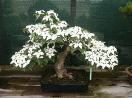 20 Seeds Flowering Dogwood Bonsai Tree Create A Lush Garden With Premium Seeds - £13.01 GBP