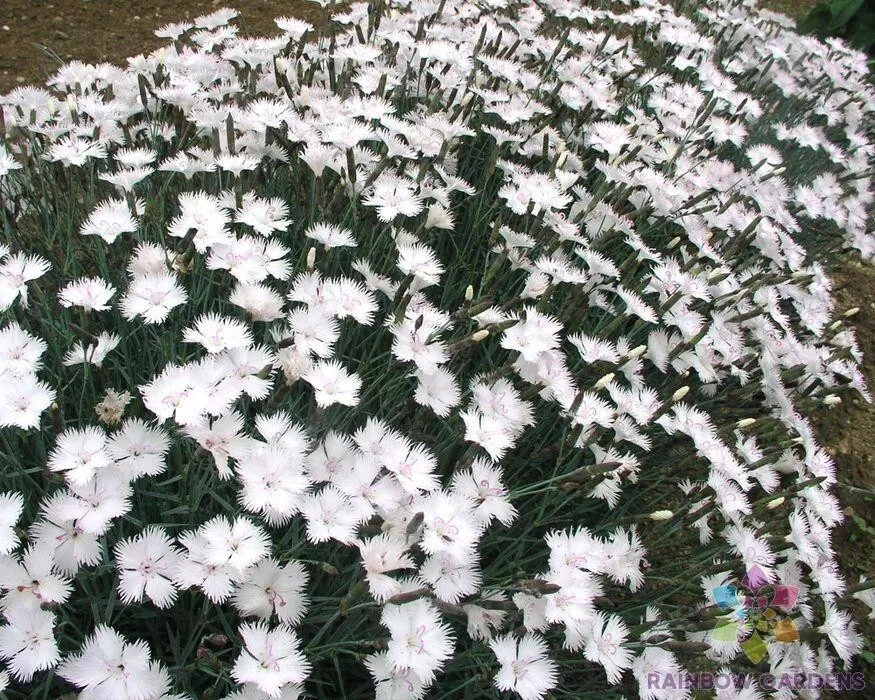 200 Dianthus Greystone Carnation Seeds Fresh Seeds USA - £7.70 GBP