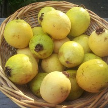 New Fresh lemon Guava seeds o guayaba seeds, - £17.90 GBP