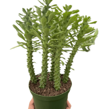 Euphorbia &#39;Sausage Spurge&#39;-4&quot;Pot - $27.80 CAD