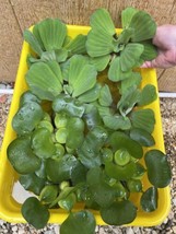 (8) Mix Water Lettuce &amp; Hyacinth Koi Pond Floating Plants Algae Filter J... - $45.99