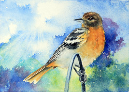 Northern Baltimore Oriole Female - £63.94 GBP