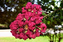 15 Seeds, Lagerstroemia indica, Crape Myrtle Deep Pink Rosy Southern Lilac Crepe - £39.15 GBP
