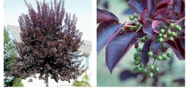 Live Plants - 2 Canada Red Choke Cherry Trees - 8-14&quot; Tall Seedlings - 3... - £73.91 GBP