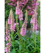 50 Light Pink Veronica Longifolia Spike Speedwell Bulk Seeds - $221.17 MXN