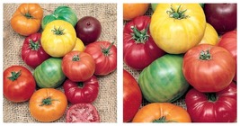 90 Rainbow Beefsteak Mix Tomato Seeds Fresh - £23.94 GBP