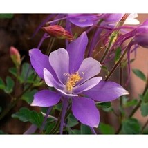 PWO 50 Columbine Dragonfly Flower Seeds Perennial Flower Easy To Grow 2 - £5.65 GBP
