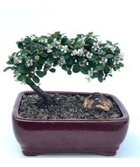 Flowering & Fruiting Evergreen Cotoneaster Bonsai Tree  (dammeri 'streibs findli - $39.95