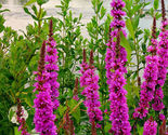 Simple Pack 5000 First seed  Purple Loosestrife Lythrum Rosy Gem - $7.92
