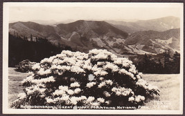 Great Smoky Mts. Nat. Park, TN RPPC 1948 Rhododendrons - W.M. Cline #1-I-86 - £9.70 GBP