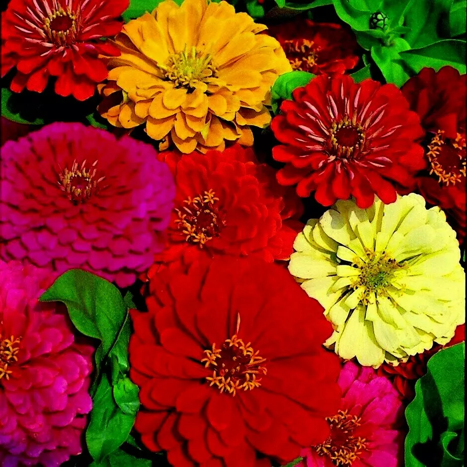 Giant Dahlia Zinnia Mix Flowers 301 Seeds - £7.75 GBP