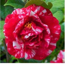 Best-Selling!GGG 50 Pieces/Bag,Camellia Bonsai, Camellia Flowers Plants 24kinds  - £9.90 GBP