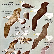 Large White Head Gull Birds Varieties &amp; Types 1966 Color Art Print Natur... - £15.79 GBP