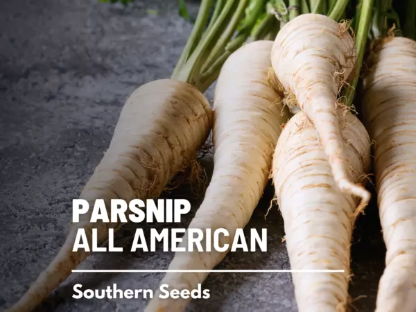 100 seeds Parsnip All American Plant Heirloom Seeds Rapid Results - £7.61 GBP