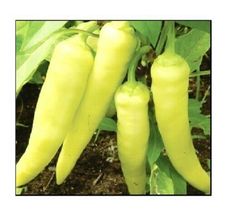 800 Seeds Sweet Banana Pepper Seeds NON-GMO Heirloom Fresh Garden Seeds - £22.31 GBP