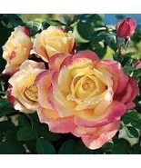 New Bella Roma Rose Bush Plant 100 seeds - $12.16