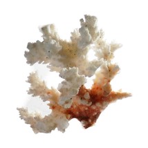 Small White Orange Coral Branch Decoration 4&quot; Beach Ocean Sea Crafts Decor - $6.99