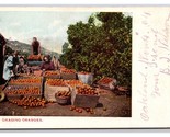 Grading Oranges Agricultural UNP UDB Postcard T21 - $2.92