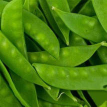 100 Seeds Oregon Sugar Pod Snow Pea Nongmo Heirloom - £19.66 GBP