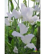 50 Jack Eveleigh Sweet Pea Seeds - $11.95 CAD