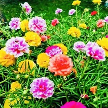 BPA 300 Seeds Moss Rose Double Flower Mix Seeds Open Pollinated Heirloom Fresh H - £7.04 GBP