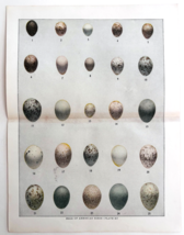 1927 Eggs Of American Birds Chart Art Plate Color Book Print Wildlife F14C - $379.80 MXN