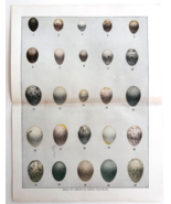1927 Eggs Of American Birds Chart Art Plate Color Book Print Wildlife F14C - $19.99