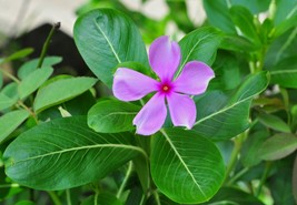 Catharanthus Roseus Madagascar Periwinkle Or Vinca Seeds USA Fast Shipping - $18.98