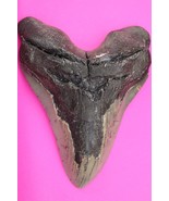 Authentic Megadolon Shark Tooth 5.7 Inches 319 Grams Fossil Dino Girl CO... - $235.88 CAD