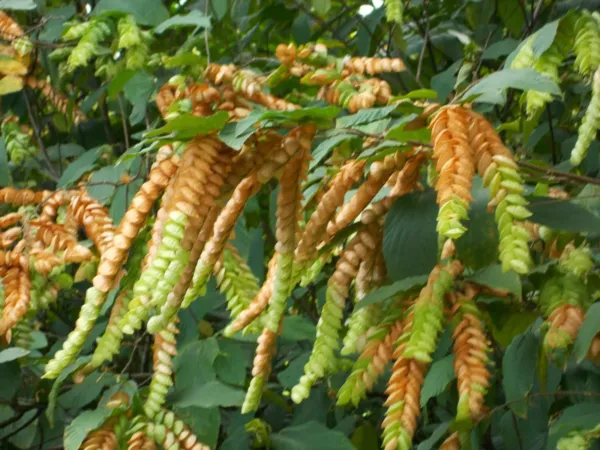 Flemingia Strobilifera Luck Plant Or Wild Hops Seeds USA Seller - £14.12 GBP