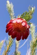5 seeds Protea nana - £8.33 GBP